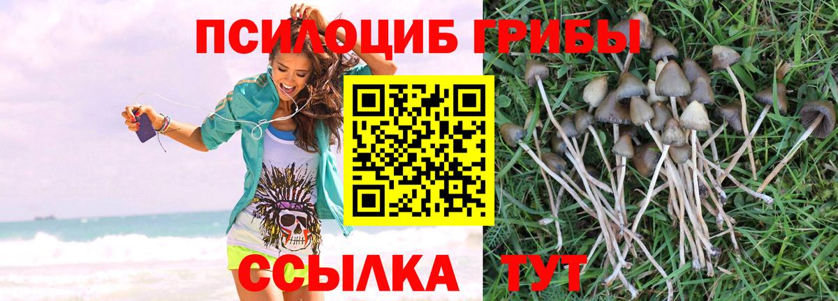 Псилоцибиновые грибы ЛСД  Галлюциногенные грибы Psilocybe  Тара 